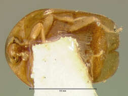 Image of Sericoderus subtilis Le Conte 1852