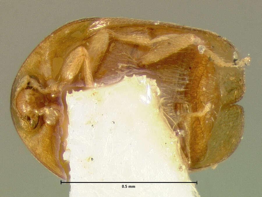 Image of Sericoderus subtilis Le Conte 1852
