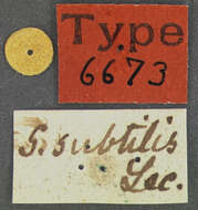 Image of Sericoderus subtilis Le Conte 1852