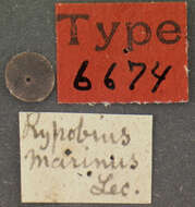 Image of Rypobius marinus Le Conte 1852