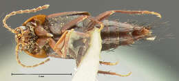 Image of Nitidotachinus agilis (Horn 1877)