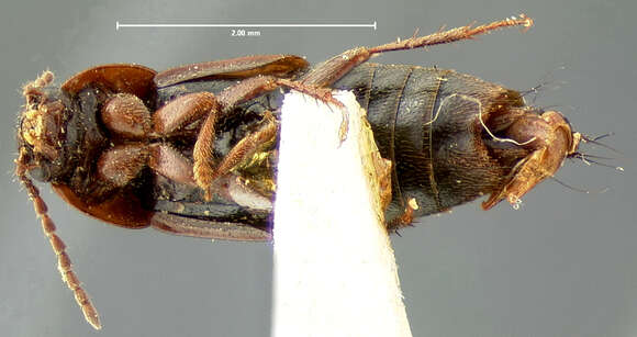 Image of Tachinus (Tachinus) angustatus Horn 1877