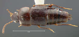 Image of Tachinus (Tachinoderus) debilis Horn 1877