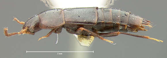 Image of Tachinus (Tachinoderus) debilis Horn 1877