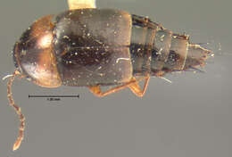 Image of Nitidotachinus scrutator (Gemminger & Harold 1868)