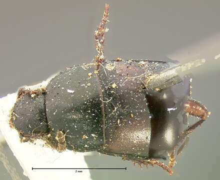 Imagem de Tachinus (Tachinus) nigricornis Mannerheim 1843