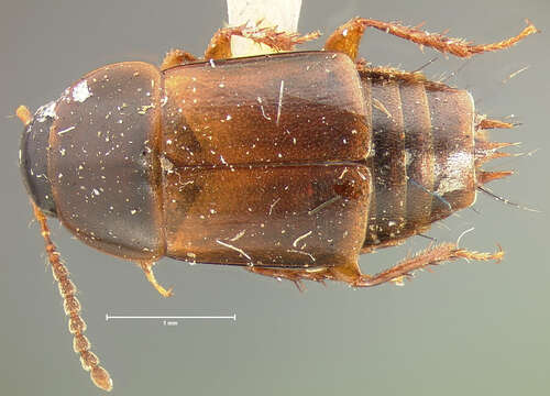 Imagem de Tachinus (Tachinus) canadensis Horn 1877