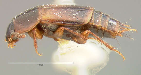 Image of Tachinus (Tachinus) canadensis Horn 1877