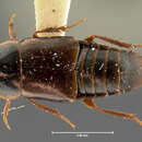 Tachinus (Tachinus) crotchii Horn 1877 resmi