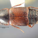 Image of Tachinus (Tachinus) instabilis Mäklin 1853