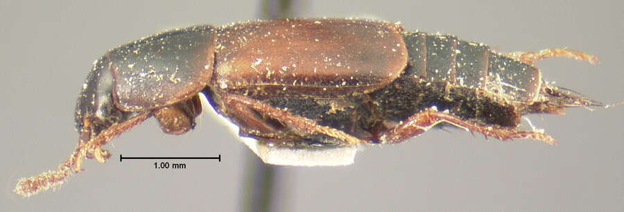 Image of Tachinus (Tachinus) instabilis Mäklin 1853