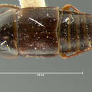 Tachinus (Tachinus) addendus Horn 1877的圖片