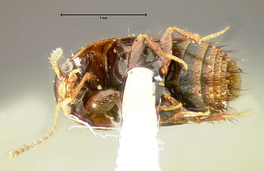 Image of Tachyporus (Tachyporus) nanus Erichson 1839