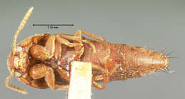 Image of Sepedophilus castaneus (Horn 1877)