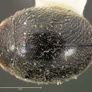 Imagem de Scymnus (Pullus) puncticollis Le Conte 1852