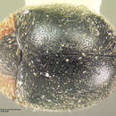 Image of Scymnus (Pullus) caudalis Le Conte 1850