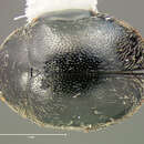 Image of Scymnus (Pullus) lacustris Le Conte 1850