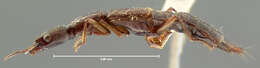 Image of Homaeotarsus ventralis (Horn 1885)