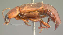 Image of Tachinus (Tachinus) semirufus Horn 1877