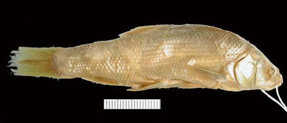 Image of Utah Chub