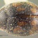 Image of Nephus (Scymnobius) guttulatus (Le Conte 1852)