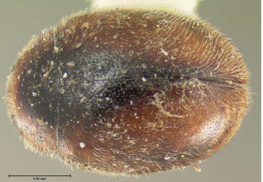 Image of Lady beetle