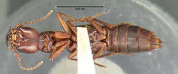 Image of Homaeotarsus anceps (Horn 1885)