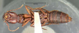 Homaeotarsus anceps (Horn 1885) resmi