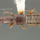 Image of Homaeotarsus properus (Horn 1885)