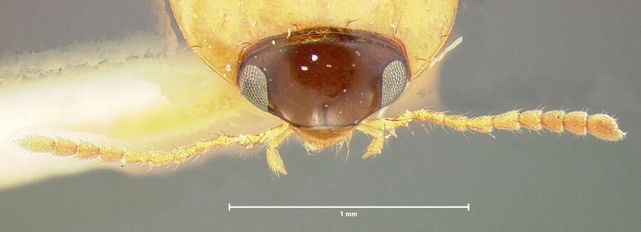 Image of Tachyporus (Tachyporus) elegans Horn 1877