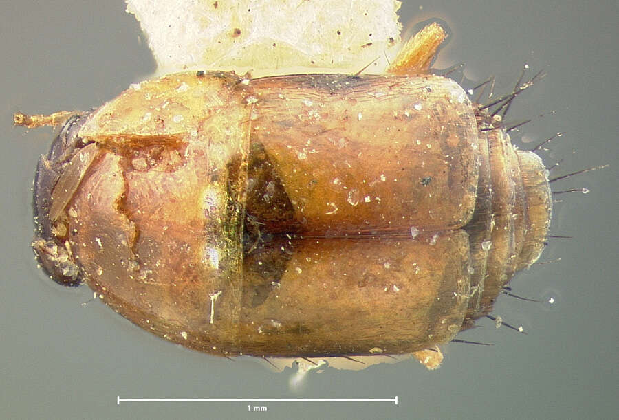 Image of Tachyporus (Tachyporus) jocosus Say 1832