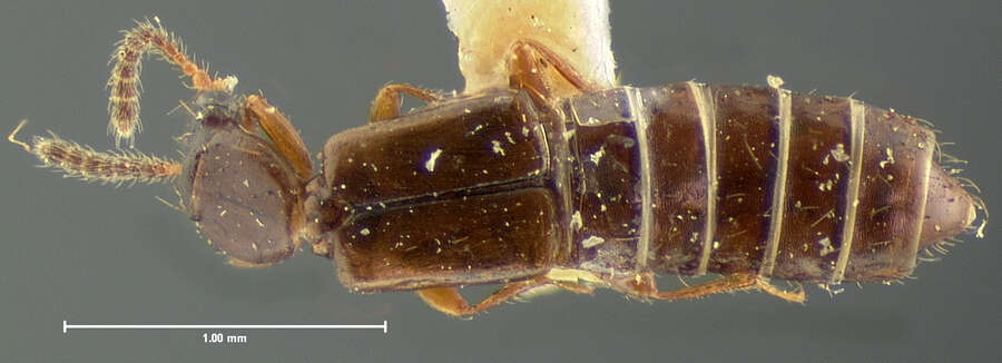 Renardia canadensis (Horn 1871) resmi