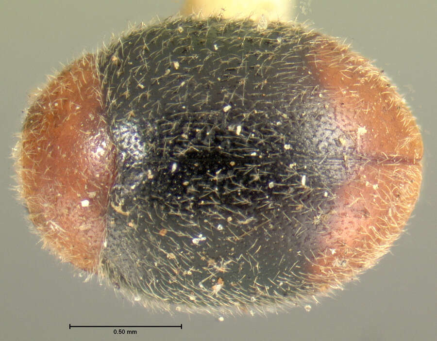 Image of Scymnus (Pullus) semiruber Horn 1895