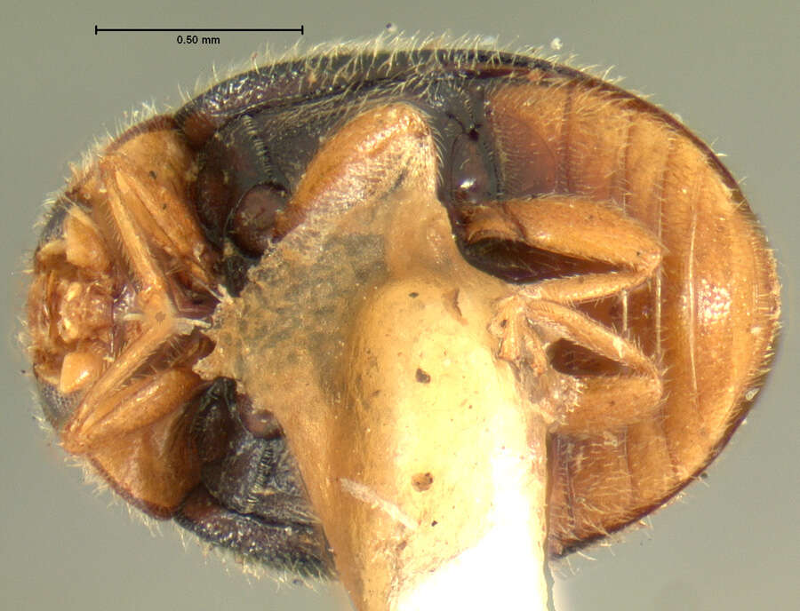 Image of Scymnus (Pullus) semiruber Horn 1895