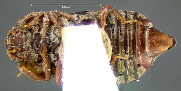 Image of Micropeplus laticollis Mäklin 1853