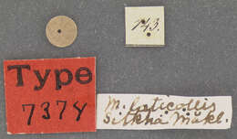 Image of Micropeplus laticollis Mäklin 1853
