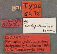 Image of Phymaphora californica Horn 1880