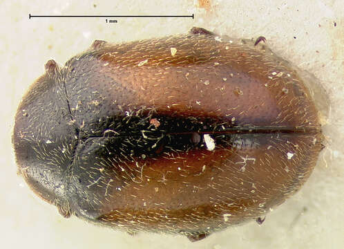 Imagem de Scymnus (Pullus) coniferarum Crotch 1874