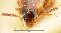 Image of Lordithon thoracicus thoracicus (Fabricius 1777)