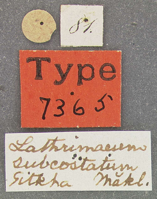 Image de Deinopteroloma subcostatum (Mäklin 1852)