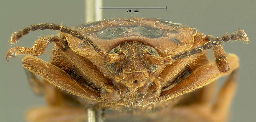 Image of Epipocus cinctus Le Conte 1853