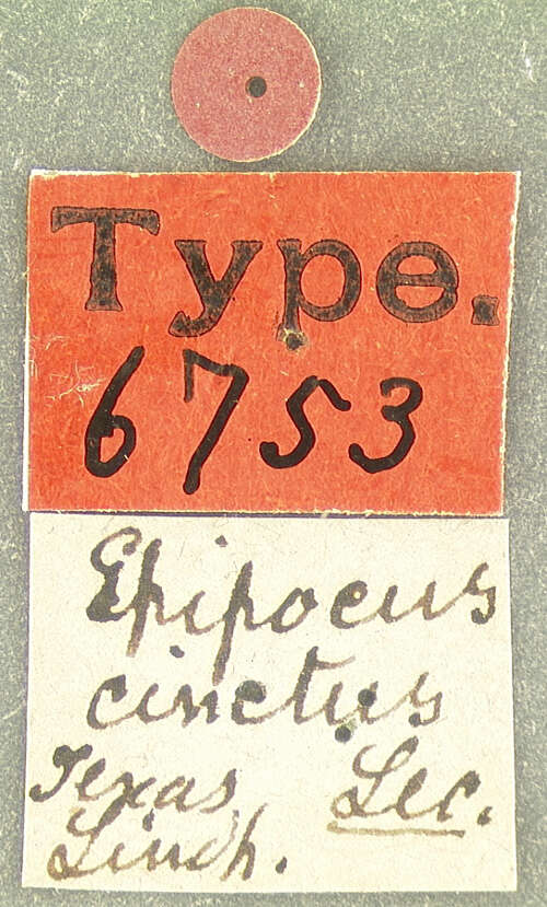 Image of Epipocus cinctus Le Conte 1853