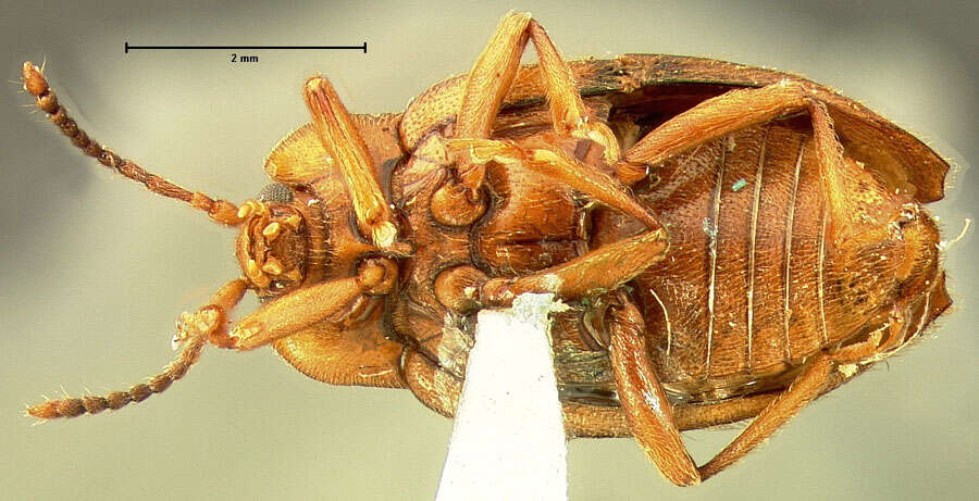 Image of <i>Epipocus discoidalis</i> Le Conte 1852