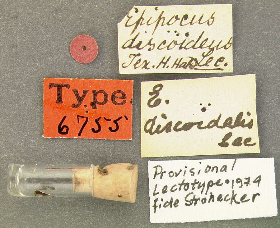 Image of <i>Epipocus discoidalis</i> Le Conte 1852