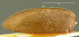 Image of Epipocus unicolor Horn 1870