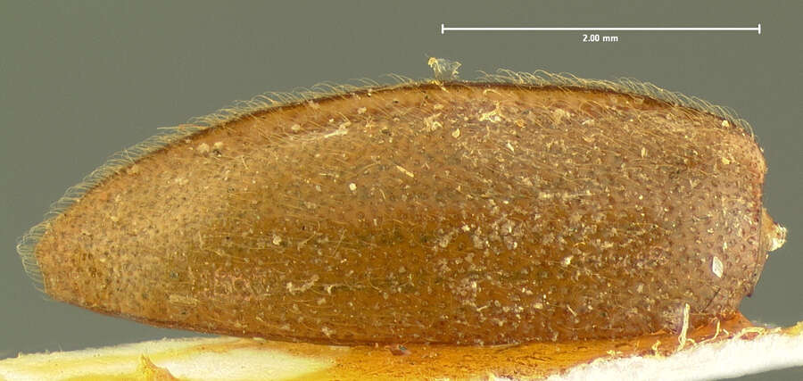 Image of Epipocus unicolor Horn 1870