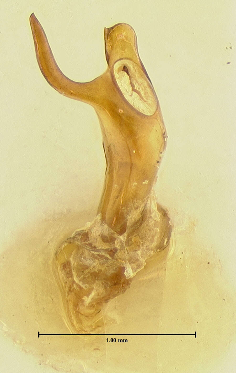 Image of Epipocus unicolor Horn 1870