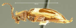 Image of Epipocus unicolor Horn 1870