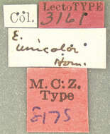 Image of Epipocus unicolor Horn 1870