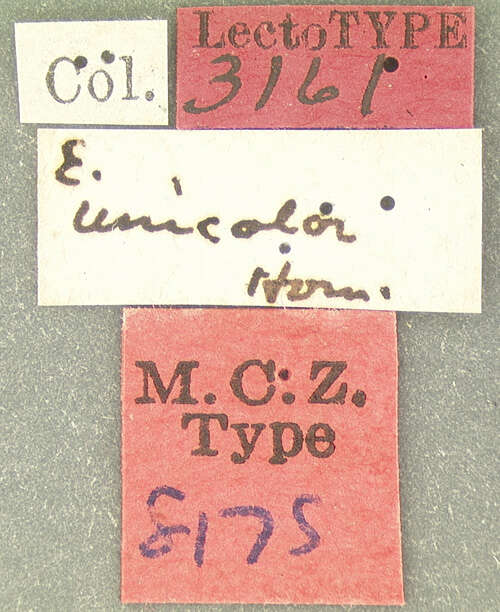 Image of Epipocus unicolor Horn 1870